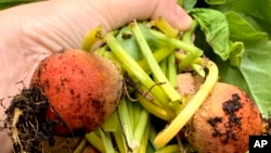 This July 2021 photo provided by Jessica Damiano shows newly harvested golden beets in Glen Head, N.Y. Beets and other root crops thrive in cool temperatures, making them ideal to plant in summer for a fall harvest. (Jessica Damiano via AP)