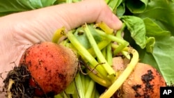 This July 2021 photo provided by Jessica Damiano shows newly harvested golden beets in Glen Head, N.Y. Beets and other root crops thrive in cool temperatures, making them ideal to plant in summer for a fall harvest. (Jessica Damiano via AP)