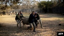 Rhino Orphanage veterinarian, Pierre Bester, (R) holds a black rhino by the horn to direct him to a truck in an undisclosed location, Limpopo province, on July 14, 2022.