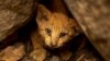 A kitten with singed whiskers that survived the McKinney Fire hides in rocks in the Klamath National Forest northwest of Yreka, California, on July 31, 2022.