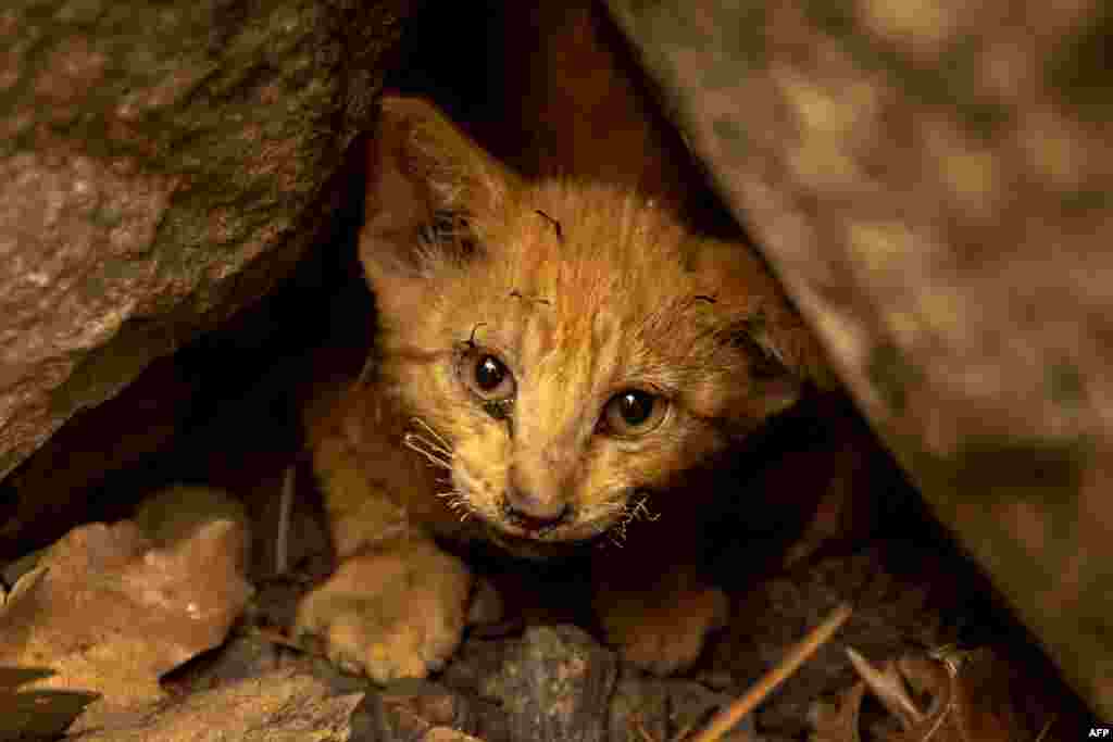A kitten with singed whiskers that survived the McKinney Fire hides in rocks in the Klamath National Forest northwest of Yreka, California, July 31, 2022.
