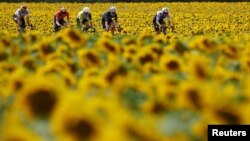 Riders race through a field of sunflowers during Stage 19 of the Tour de France, from Castelnau-Magnoac to Cahors.