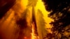 US Takes Emergency Action to Save Sequoias From Wildfires
