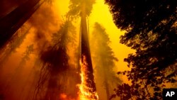 FILE - In this Sept. 19, 2021, photo, flames burn a tree during the Windy fire in the Trail of 100 Giants grove in Sequoia National Forest, Calif. 