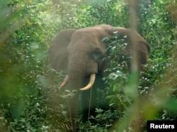 FILE: Elephants seen through thick vegetation in forest at Pongara National Park, near Libreville, Gabon, Oct. 16, 2021.