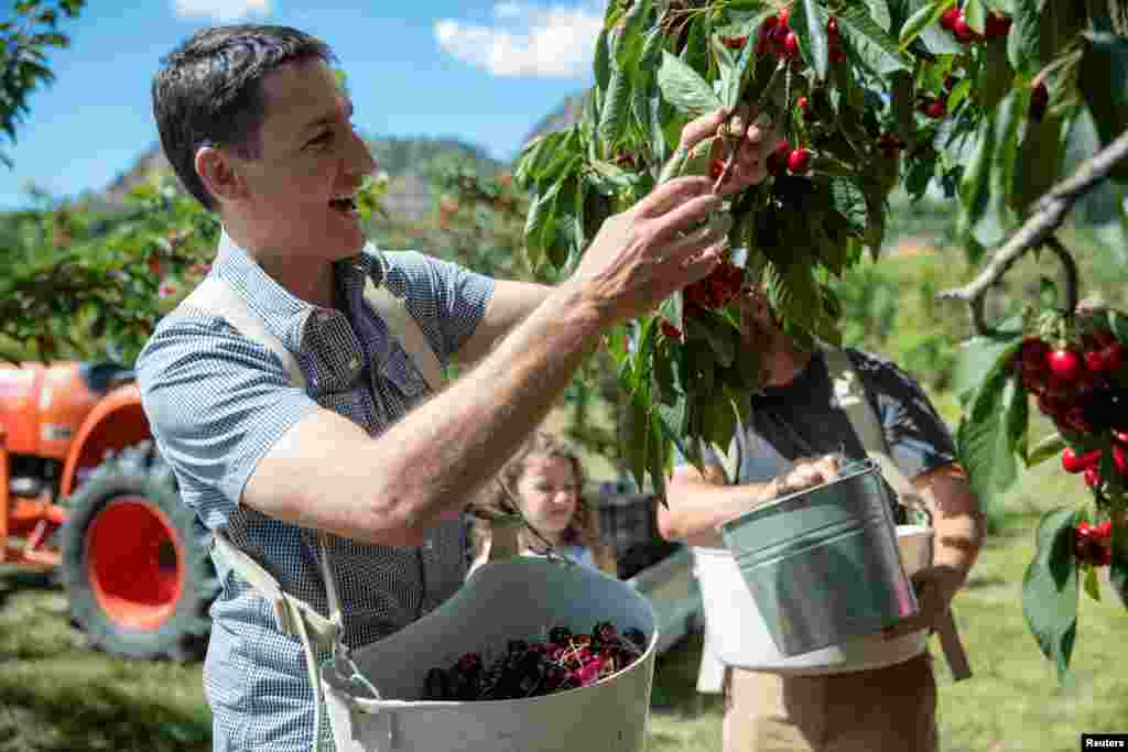 Canada&#39;s Prime Minister Justin Trudeau picks cherries at an orchard with owner Derek Lutz and his family in Summerland British Columbia, July 18, 2022.