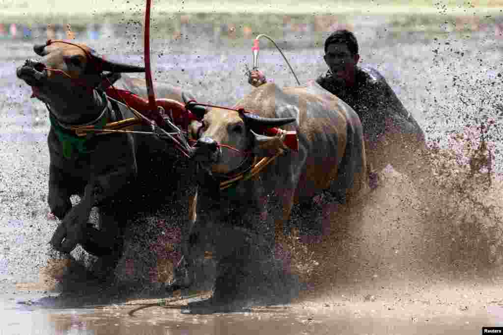 A jockey competes in Chonburi&#39;s annual buffalo race festival, in Chonburi province, Thailand.