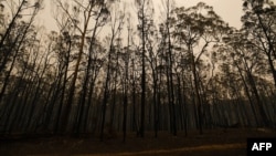 FILE - A general view shows burnt trees along the Great Alpine road in an area devastated by bushfires in Sarsfield, Victoria state, Australia, Jan. 3, 2020. The fires raging across Australia have had a devastating impact on the country's unique flora and fauna.