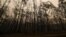 FILE - A general view shows burnt trees along the Great Alpine road in an area devastated by bushfires in Sarsfield, Victoria state, Australia, Jan. 3, 2020. The fires raging across Australia have had a devastating impact on the country's unique flora and fauna.