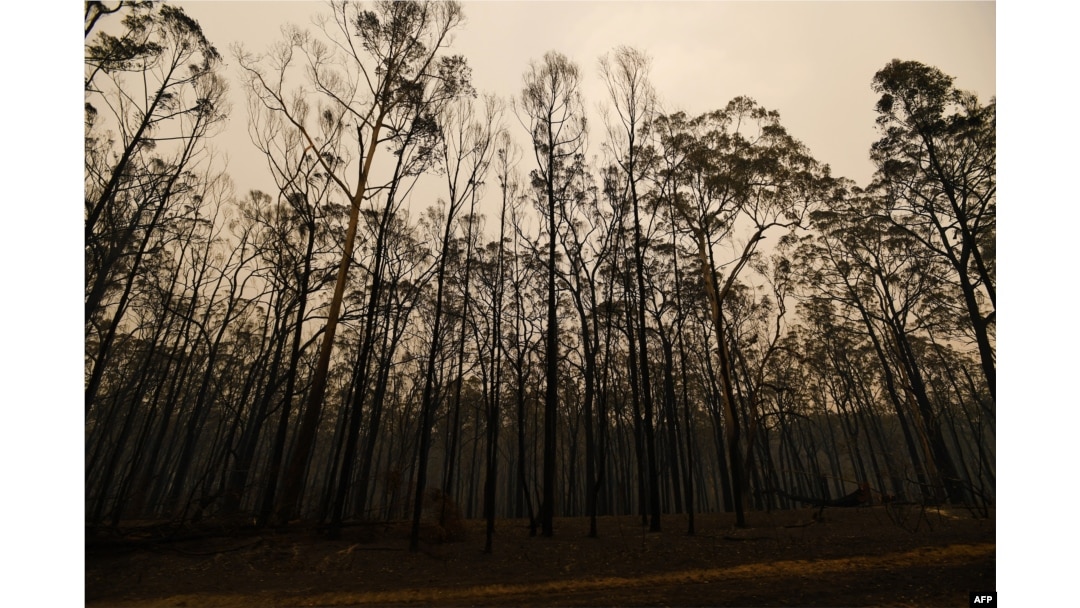 Pohon-pohon yang terbakar di sepanjang jalan Great Alpine di daerah yang hancur akibat kebakaran hutan di Sarsfield, negara bagian Victoria, Australia, 3 Januari 2020. (Foto: AFP)