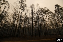 Pohon-pohon yang terbakar di sepanjang jalan Great Alpine di daerah yang hancur akibat kebakaran hutan di Sarsfield, negara bagian Victoria, Australia, 3 Januari 2020. (Foto: AFP)