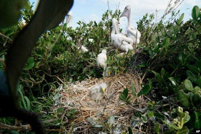 A baby egret sits in a nest next to baby brown pelicans on Raccoon Island, a Gulf of Mexico barrier island that is a nesting ground for brown pelicans, terns, seagulls and other birds, in Chauvin, La., Tuesday, May 17, 2022. (AP Photo/Gerald Herbert)