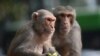 بھارت: بندر نے چار ماہ کے بچے کو چھت سے نیچے پھینک دیا