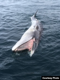 Floating fin whale in Alaska. (Credit: Briana Witteveen)