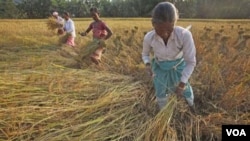 Panen beras di desa Raja Panichanda, wilayah Gauhati, India (Foto: dok). Penelitian baru Bank Pembangunan Asia (ADB) memberikan solusi menghadapi kenaikan harga pangan di Asia Selatan.