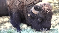 History of Catalina Bison: Hollywood, Tourism and Ecology