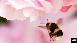 Ilustrasi - Seekor lebah mendarat di atas bunga mawar di pameran hortikultura 'ega' (Pameran Konstruksi Taman Erfurt) di Erfurt, Jerman, Jumat, 8 Juni 2018. (AP/Jens Meyer)