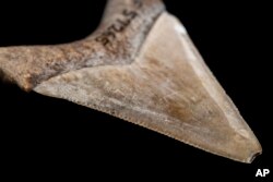 This photo provided by the Florida Museum of Natural History in August 2022, shows a Megalodon shark tooth, whose blade-like shape is ideal for preying on fleshy marine mammals, such as whales and dolphins.