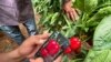 Insinyur pertanian Yordania Suhib Ayyad, mengambil gambar paprika merah dengan ponsel di dalam rumah kaca di Amman, Yordania 31 Juli 2022. (REUTERS/Jehad Shelbak)