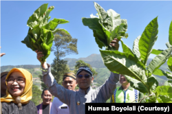 Bupati Boyolali, M Said Hidayat (tengah) memimpin tradisi Tungguk Tembakau di Desa Senden lereng Gunung Merbabu, Kamis (4/8), sebagai rasa syukur mengawali panen tembakau tahun ini. (Foto: Humas Boyolali)