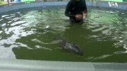 泰国一只被救的小海豚在兽医团队照顾中正恢复健康 