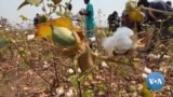 Após três décadas volta o cultivo do algodão à Baixa de Cassanje 