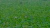 A Kashmiri man rows his boat through lotus plants on the Dal Lake in Srinagar, Indian-controlled Kashmir.