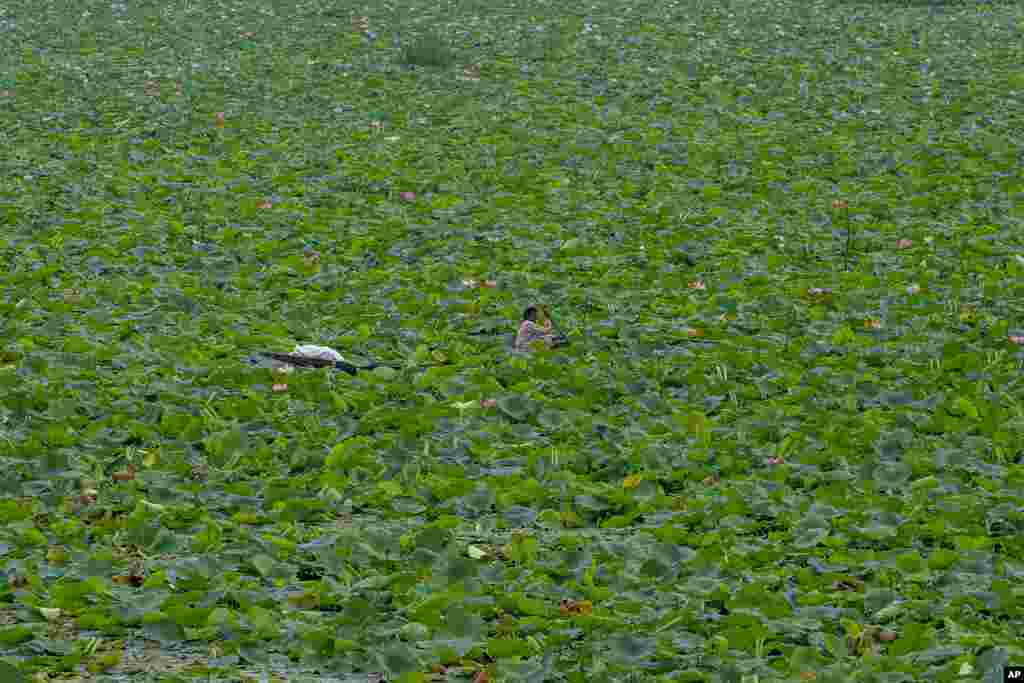 Seorang pria Kashmir mendayung perahunya melalui tanaman teratai yang memenuhi permukaan Danau Dal di Srinagar, Kashmir yang dikuasai India. (Foto: AP)&nbsp;