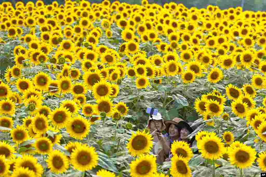 Visitors pose for a selfie in a sunflower field in Hokuto city, Yamanashi prefecture, Japan.