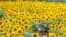 Visitors pose for a selfie in a sunflower field in Hokuto city, Yamanashi prefecture, Aug. 9, 2022. 