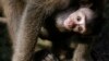 Meski Terancam Punah, Monyet Ekor Panjang Masih Kerap Dieksploitasi di Indonesia