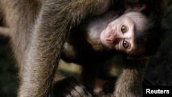 Bayi monyet ekor panjang berada dalam pangkuan sang induk di kandang mereka di kebun binatang Basel, Swiss, pada 14 November 2008. (Foto: Reuters/Christian Hartmann) 