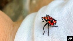 FILE - This photo shows a spotted lanternfly, in Long Branch, N.J., Aug. 7, 2022. 