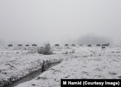 A herd moves on a bund on a winter day in Srinagar, Kashmir.