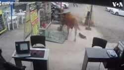 Runaway Bull Wreaks Havoc in Peru Shop, Injures 1 