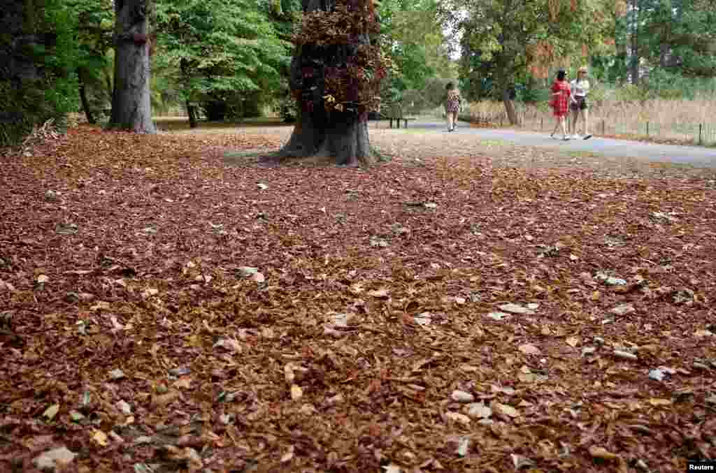 Unseasonably brown, fallen leaves are seen on the ground in Regent&rsquo;s Park following recent, record high temperatures, in London.