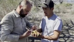  Iguanas vuelven a su hábitat en Las Galápagos 