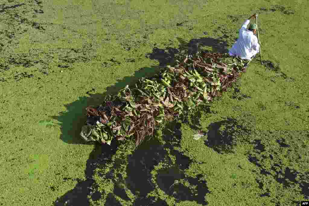 A man rows a boat carrying lotus roots through a polluted portion of Dal Lake in Srinagar, Indian-administered Kashmir.