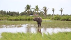 ព័ត៌មានពេលរាត្រី ១៤ សីហា៖ ទឹកប្រៃ​ជ្រៀត​ចូល​ស្រែ​បន្ត​បំផ្លាញ​ស្រូវ​កសិករ​នៅ​តំបន់​ជាប់​មាត់​សមុទ្រ​កម្ពុជា