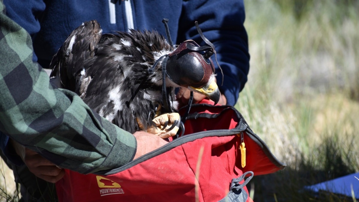Officials Weigh Value of Saving Eagles and Wind Energy - Vimarsana News