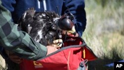 Researcher Charles "Chuck" Preston places a young golden eagle into a bag so it can be returned to its nest after the bird was temporarily removed as part of research into the species' population, on Wednesday, June 15, 2022 near Cody, Wyo. (AP Photo/Matthew Brown)