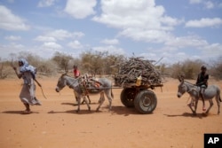 Residents walk next to their donkeys carrying wood in the village of Bulla Hagar in northern Kenya Friday, Aug. 19, 2022. (AP Photo/Brian Inganga)