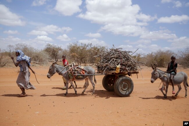 Residents walk next to their donkeys carrying wood in the village of Bulla Hagar in northern Kenya Friday, Aug. 19, 2022. (AP Photo/Brian Inganga)