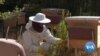 Palestinian Women Find More Independence Through Beehives 