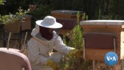 Palestinian Women Find More Independence Through Beehives 