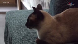 Կատուների հյուրանոցը Փարիզում_1.mp4