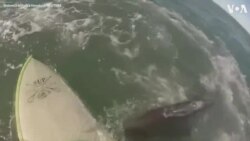 Whale Surprises Paddleboarders in Argentina 