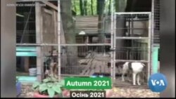 Volunteers in Ukraine, California Find a Way to Save Ukrainian Animals