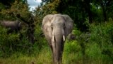 2020 年 3 月 4 日，南非克魯格國家公園的一頭大象。

