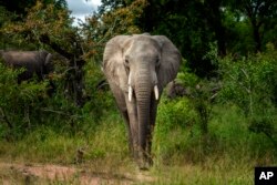 Seekor gajah Savanna difoto di Taman Nasional Kruger, Afrika Selatan, pada 4 Maret 2020 ini. (Foto: AP)